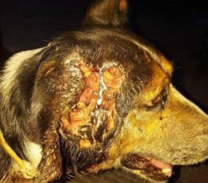 historia - tofy - antes - PRODEA protectora de animales
