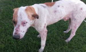 historias- TEO - PRODEA - protectora de animales