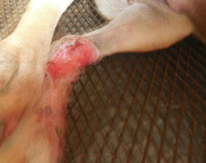 historias - Tina - Antes - PRODEA protectora de animales-1